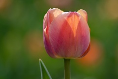 10aDSC_2909w