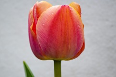 12aDSC_2914w