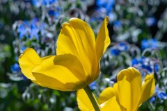 13aDSC_2951w