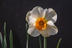 5aDSC_2905w
