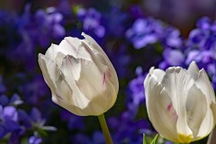 7aDSC_2922w