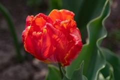 8aDSC_2908w